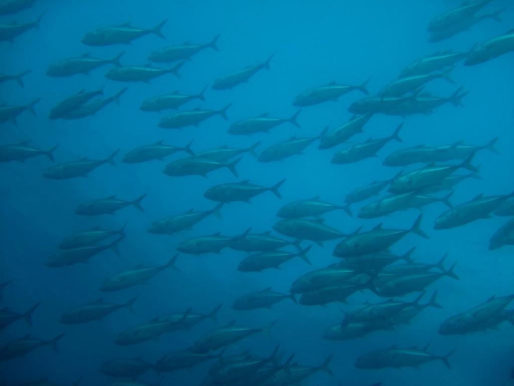 Kalipayan Beach Resort & Atlantis Dive Center Panglao Dış mekan fotoğraf